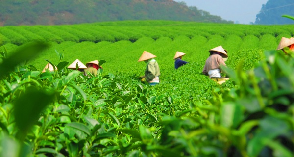 用科学说话春茶是否存在农药超标问题？用农药残留速测仪一测究竟！