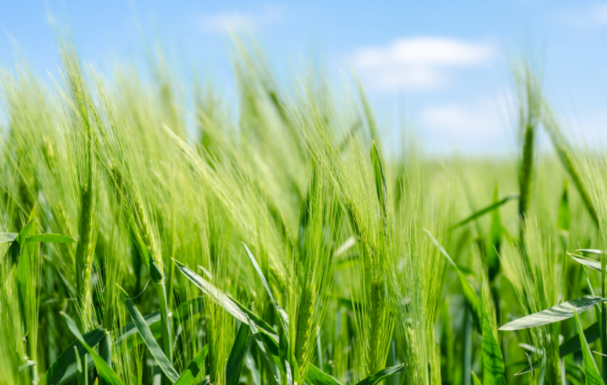 土壤水分仪指导农业灌溉（士壤水分仪在小麦种植中的应用）