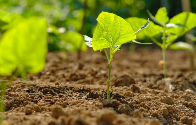 什么是土壤养分速测仪测试的主要对象？（土壤养分速测仪内置作物专家施肥系统）