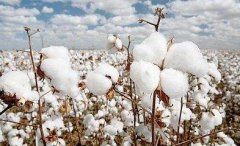 便携式农药检测仪检测棉花集中产区棉花农残