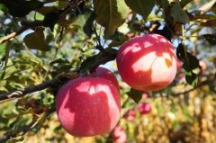 利用农药残留测定仪确保洛川苹果果品安全