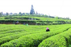 宜居茶叶产业园用农残速测仪检测茶叶农残