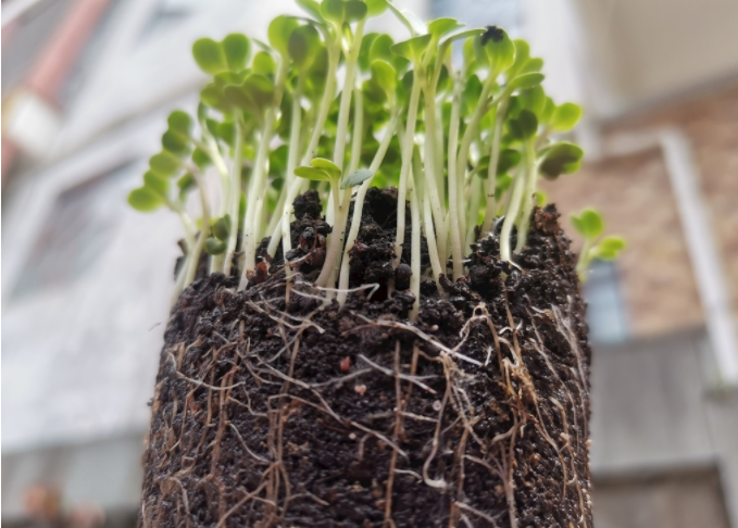 根系分析仪是什么？植物根系扫描系统可测量范围介绍