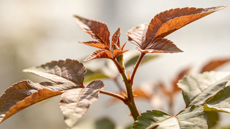 植物茎流计怎么选 高校实验室推荐选用神器
