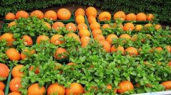 蔬菜残留农药检测仪检测寿光果菜农药含量 蔬菜残留农药检测仪检测寿光果菜农药含量