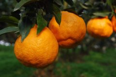 春见柑橘园用食品安全检测仪检测柑橘质量