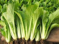 小白菜农残含量农残快速检测仪器检测 小白菜农残含量农残快速检测仪器检测