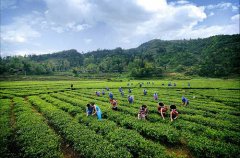茶叶农残快速检测仪器检测准不准 茶叶农残快速检测仪器检测准不准